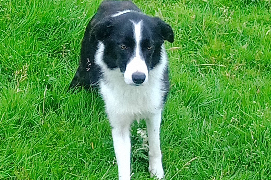 Fully trained sheepdog | Farmers Market