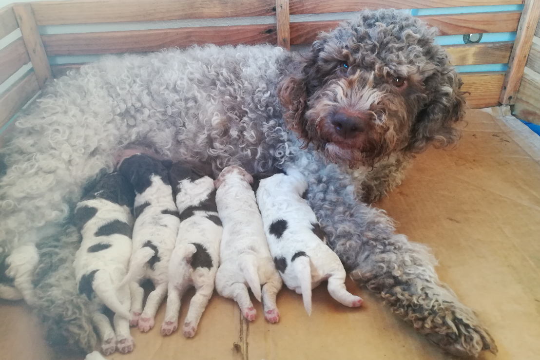 are lagotto romagnolos smart dogs