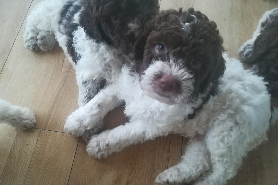 are lagotto romagnolos smart dogs