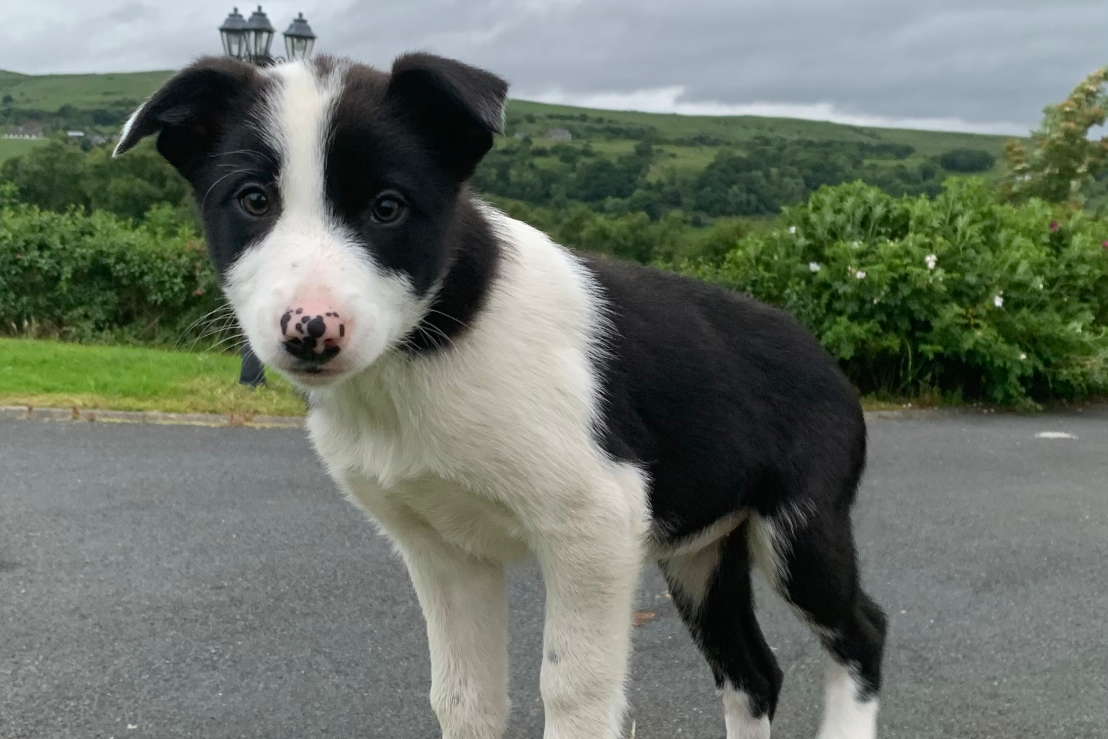 Registered fashion b collie puppies