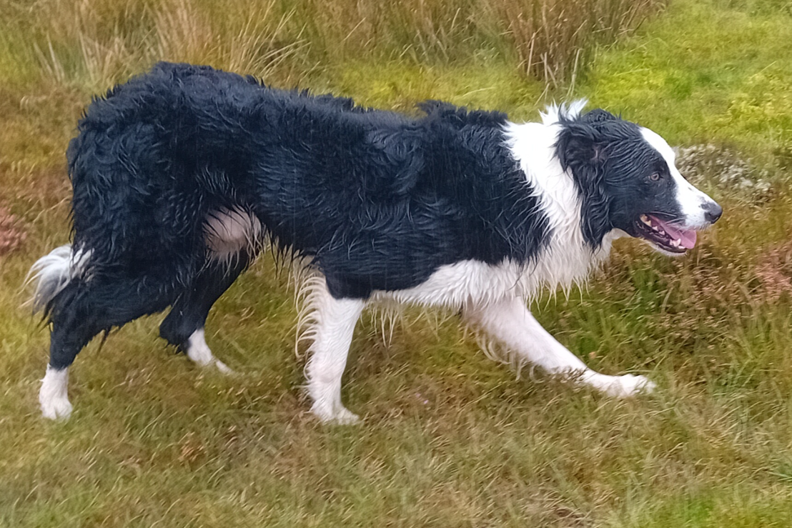 Sheepdogs for sale sales in mayo