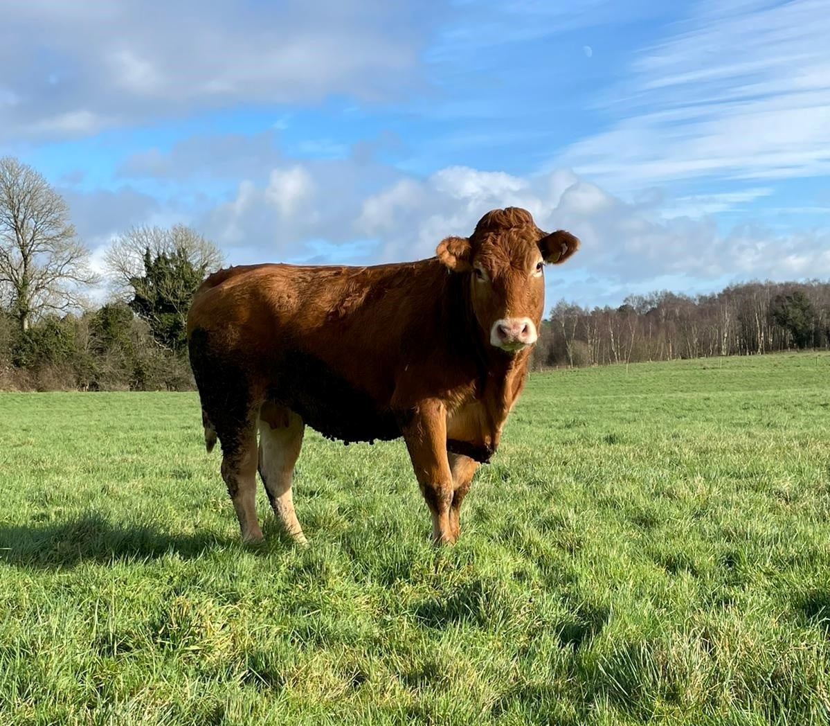 Ballinasloe Co-operative Livestock Mart Ltd. | Farmers Market