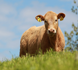 Livestock